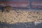 A mouse is feasting on seeds spilled from a bird feeder.