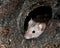 Mouse feeding on discarded cake in urban garden.