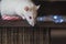 Mouse and food. Rat and candy. White rat. White mouse