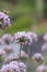 Mouse garlic, Allium angulosum Summer Beauty, flowers with honey bees