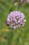 Mouse garlic Allium angulosum Summer Beauty, pink flower with honey bee