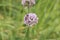 Mouse garlic, Allium angulosum Summer Beauty, pinkish inflorescence with honey bee