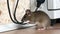 a mouse is gnawing on a wire inside an apartment house, set against the backdrop of a wall and electrical outlet