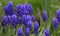 Mouse-grey hyacinth