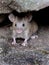 Mouse hiding in garden looking for food.