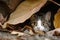 mouse hiding under leaf, cat peering intently