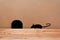 Mouse House in the wall. Silhouette mouse.