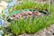 Mouse hyacinth and Siberian woodland in a flower arrangement.  Spring