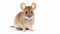 Mouse With Large Ears On White Background