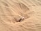 Mouse near a hole in sand