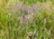 mouse pea plant. Flowers similar to lavender