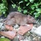 a mouse is on a pebble with bushes in the background