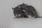 Mouse, rat cute gray and her pair. family. creating a