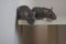 Mouse, rat dear together. two gray rats. family.new