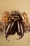 Mouse Spider, Common Mouse-spider, Spider, Scotophaeus blackwalli