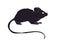 Mouse stands drawing silhouette, vector