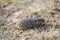 Mouse vole, close-up