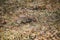 Mouse vole, close-up