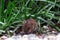 Mouse vole in the grass. Pest control. Rodents controls