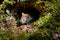 Mouse vole Myodes glareolus looks out of tree hollow on a sunny day