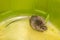 Mouse wildlife animal mammal small big tail