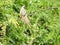 Mousebird in Albizia tree, Tanzania