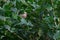 Mousebird perched on a branch and tweeting