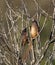 Mousebirds in a dried bush