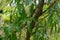 Mousehole tree, myoporum laetum from new zealand