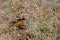 Moussier`s redstart male, Phoenicurus moussieri, Morocco