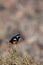 Moussier`s redstart male, Phoenicurus moussieri, Morocco, desert bird