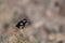 Moussier`s redstart male, Phoenicurus moussieri, Morocco, desert bird