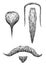 Moustache illustration, drawing, engraving, ink, line art, vector