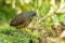 A Moustached Antpitta in Ecuador