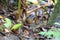 The moustached antpitta (Grallaria alleni) in Ecuador