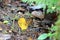 The moustached antpitta (Grallaria alleni) in Ecuador