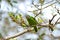 Moustached barbet