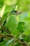 Moustached barbet