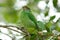 Moustached barbet