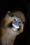 MOUSTACHED MONKEY OR MUSTACHED MONKEY cercopithecus cephus, PORTRAIT OF ADULT