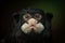 Moustached tamarin