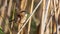 Moustached Warbler On Reed