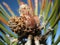 Moutain pine (Pinus mugo) - Detail