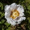 Moutan peony close-up against  background of green bushes. square format