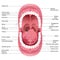 Mouth Anatomy