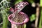 Mouth of a crimson pitcherplant or Sarracenia leucophylla