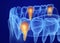 Mouth gum and teeth xray view.