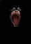 Mouth of a night demon,  catâ€™s jaws of a lynx isolated on a black background. swallow throat ready to devour prey, a symbol of