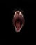 Mouth of a night demon,  catâ€™s jaws of a lynx isolated on a black background. swallow throat ready to devour prey, a symbol of