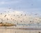 the mouth of a river with marine birds flying